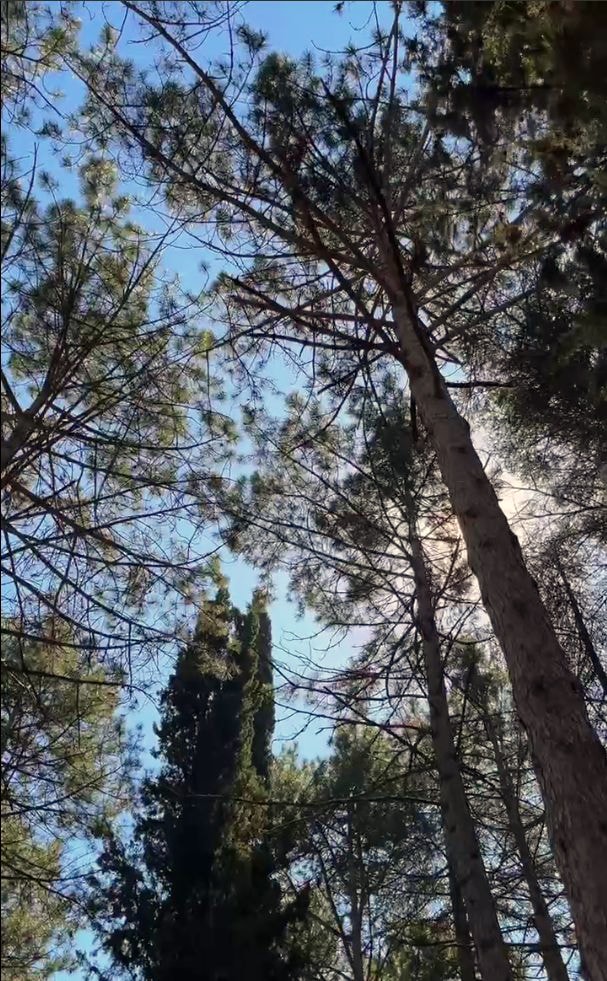 site image
