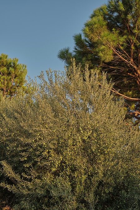 site image
